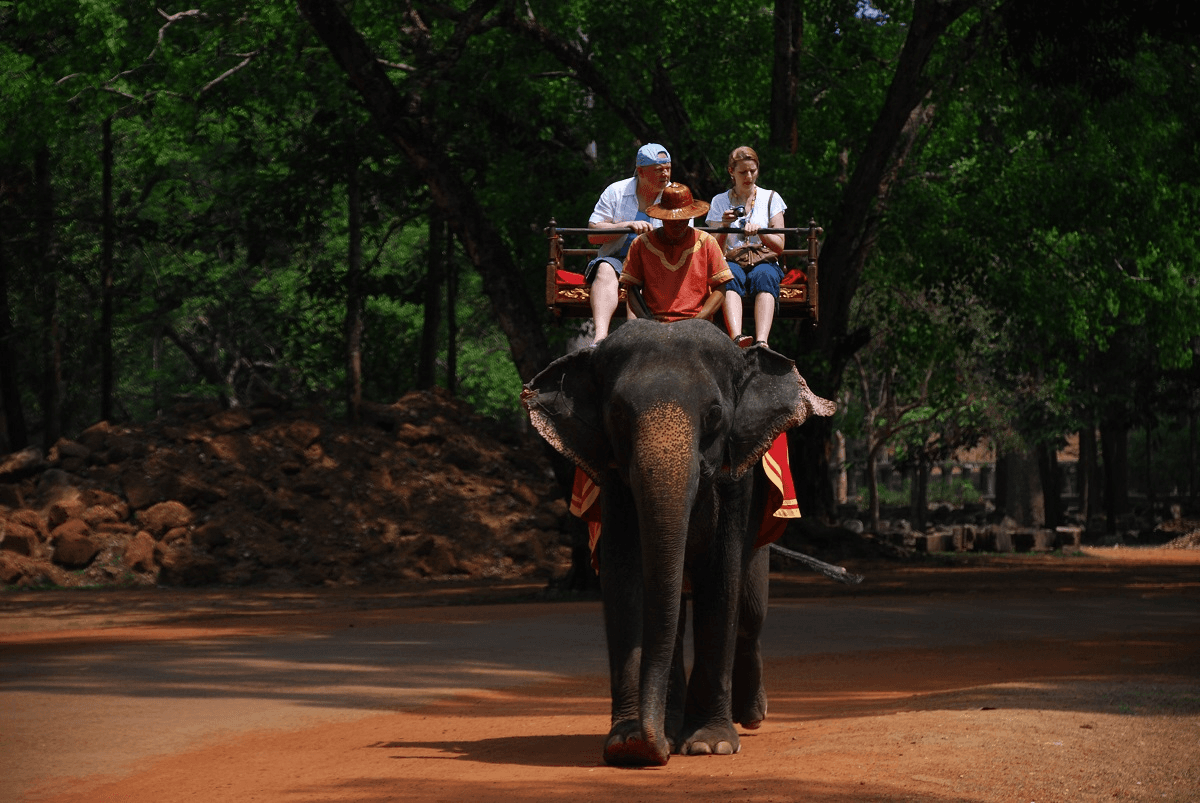 Balade éléphants ATR