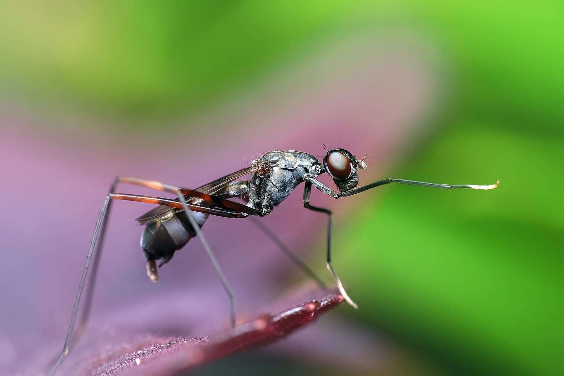 Recrudescence de dengue signalés en République Dominicaine