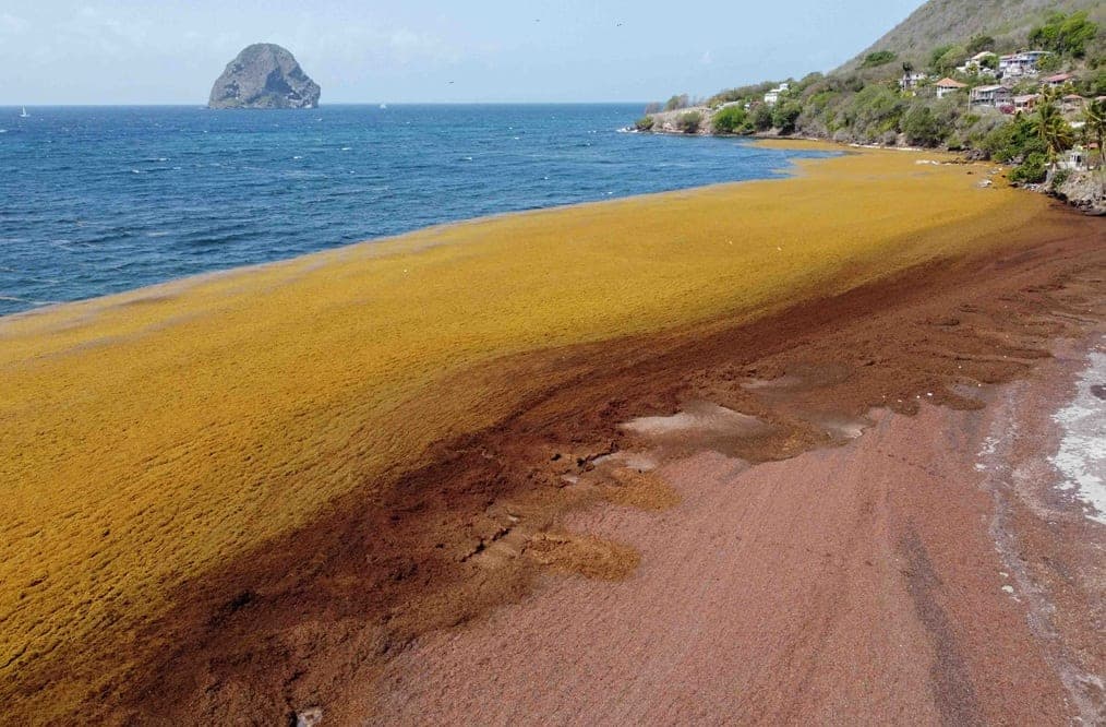 Sargasses en Martinique