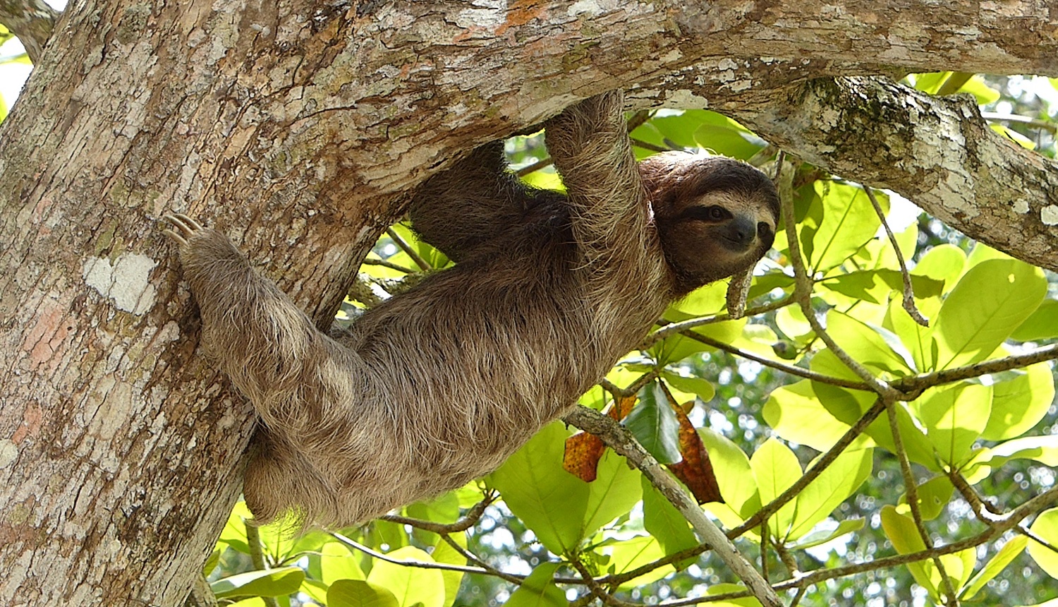 Costa Rica insolite : paresseux