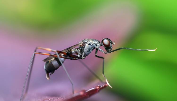 Recrudescence de dengue signalés en République Dominicaine
