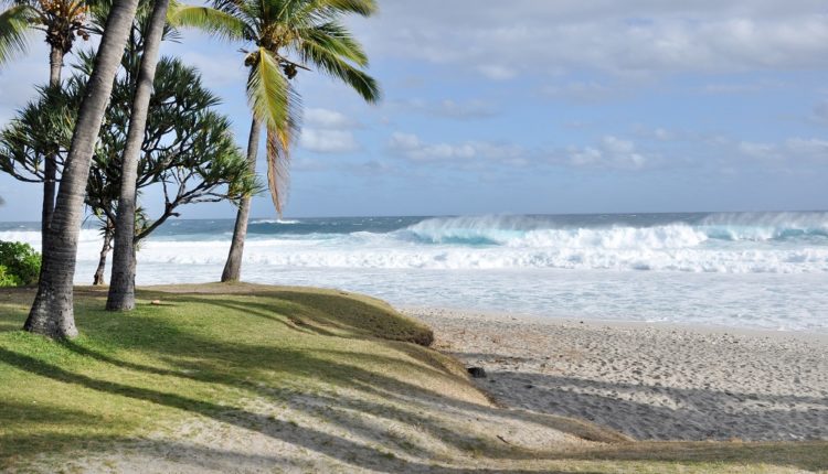 plage avec des palmiers.