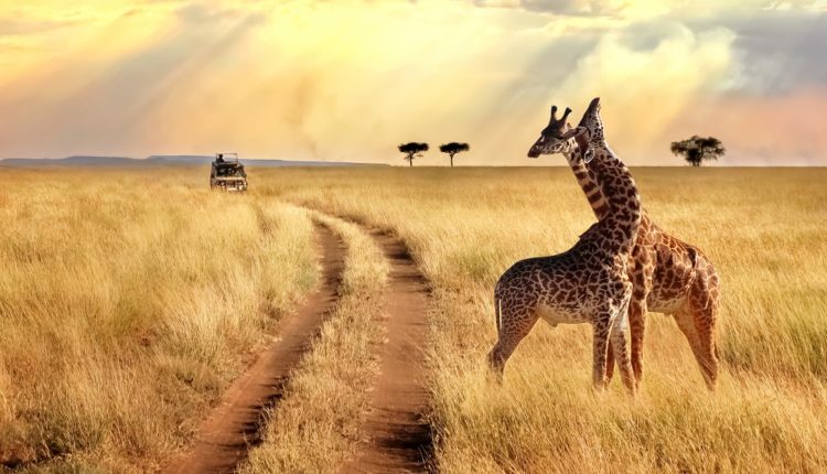 Des girafes dans le parc national du Serengeti.