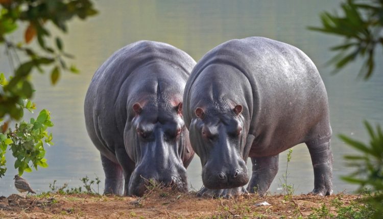 Photo de deux hippopotames d'Afrique