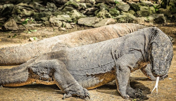 L’Indonésie veut fermer l’île de Komodo aux touristes