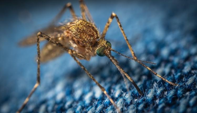 Recrudescence de la dengue aux Maldives
