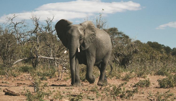 Botswana : le pays relance la chasse aux éléphants