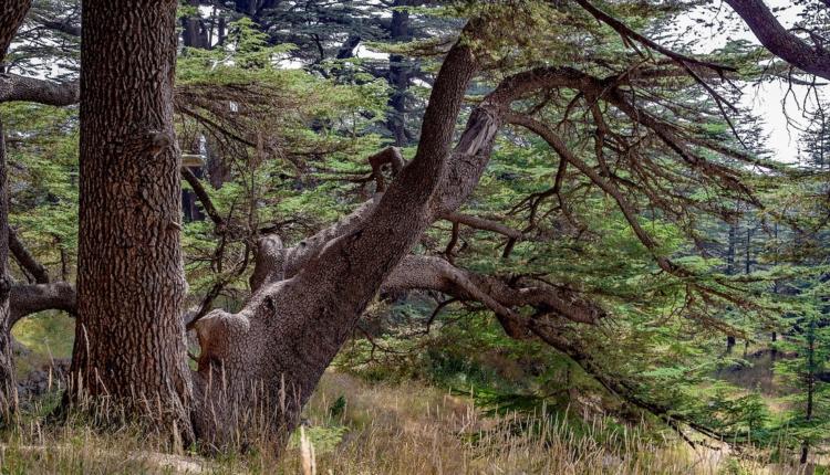 Le Liban ravagé par de gigantesques incendies