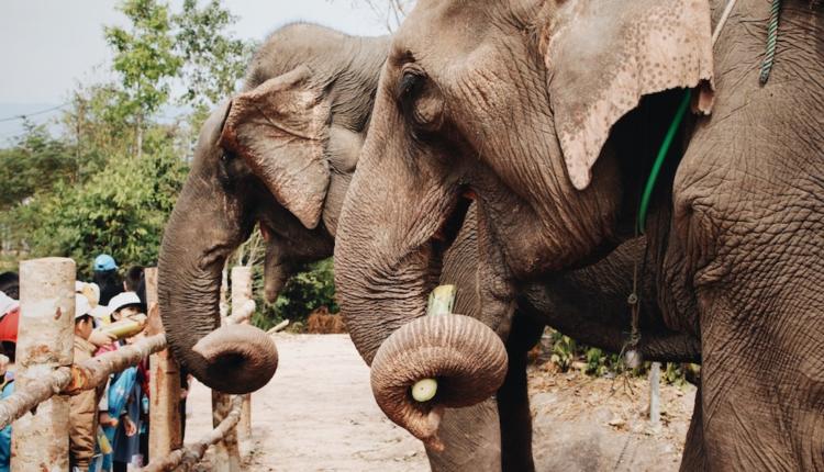 Cambodge : les promenades à dos d’éléphants interdites à Angkor