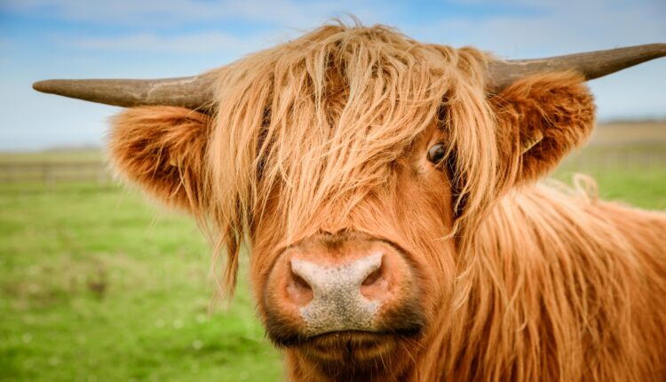 Aikenshill guesthouse is an accommodation provider and farm specialising in rearing Highland Cows. It is situated six miles North of Aberdeen.