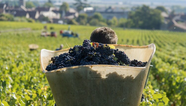 Bourgogne-Jura : un salon virtuel pour les pros du tourisme, autour du vin
