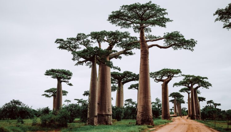 Madagascar : Paris tape du poing sur la table pour la réciprocité des vols