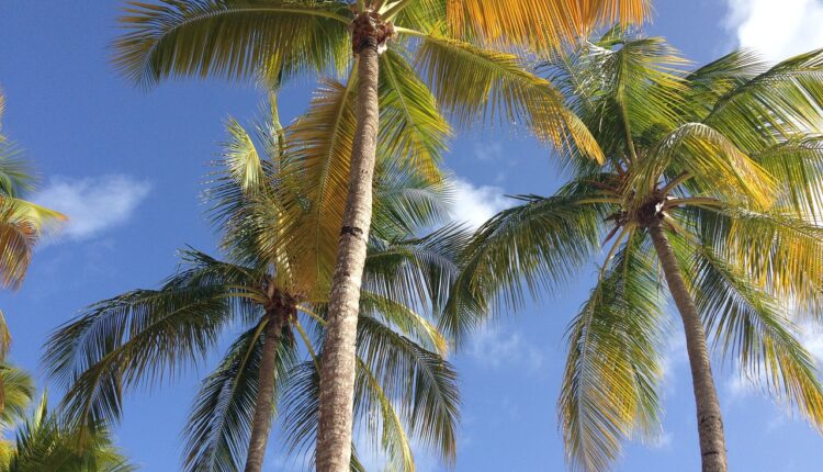 Guadeloupe, Martinique : les tests antigéniques autorisés pour partir