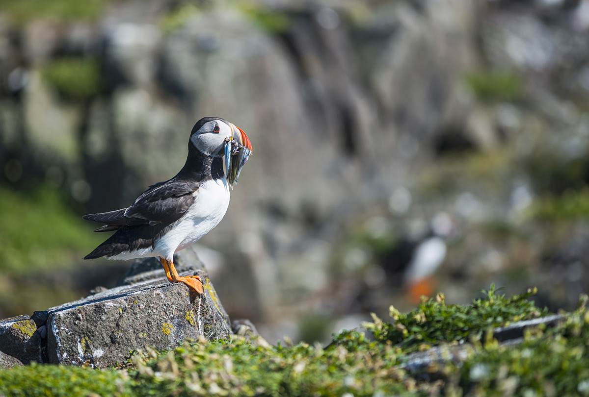 Puffin is on the island of May, accessible from North Berwick
