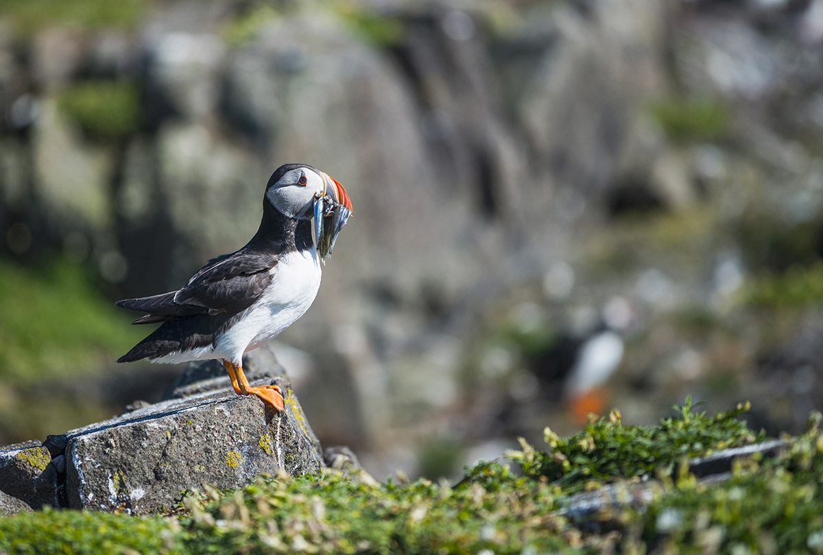 Macareux sur l’île de May, accessible depuis North Berwick