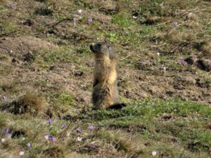 Le reveil de la marmotte - les alpes du leman