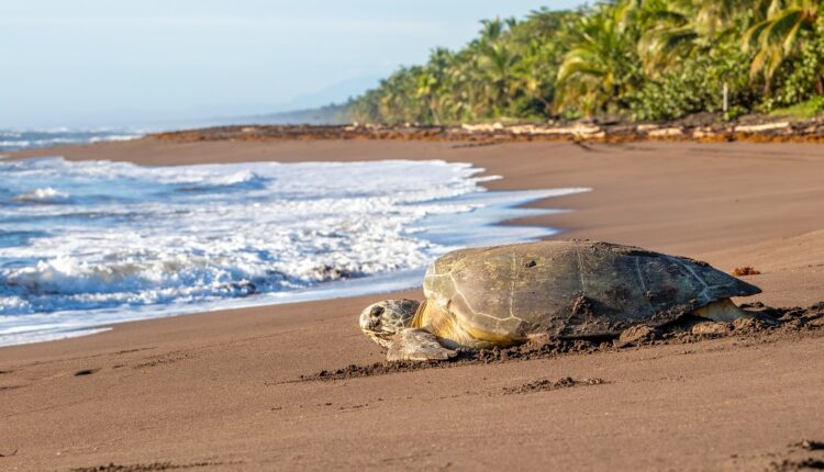 Comment faire du tourisme un outil de conservation, et non de destruction ?