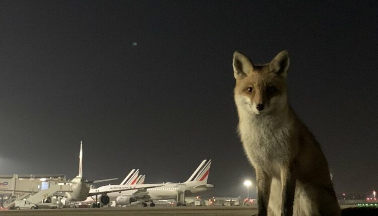 A l'aéroport d'Orly, ce renard est devenu une star