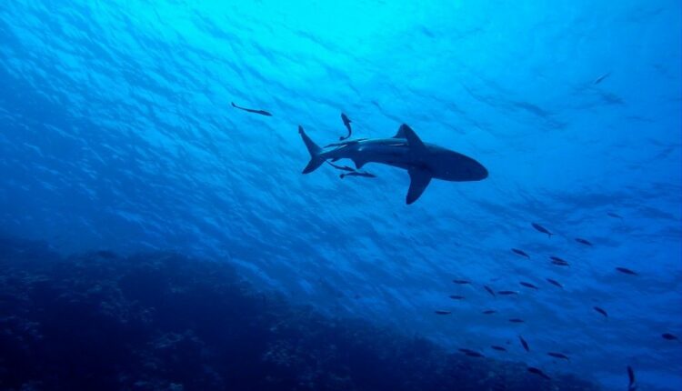 Egypte : deux touristes tuées par un requin près d’Hurghada sur la mer Rouge