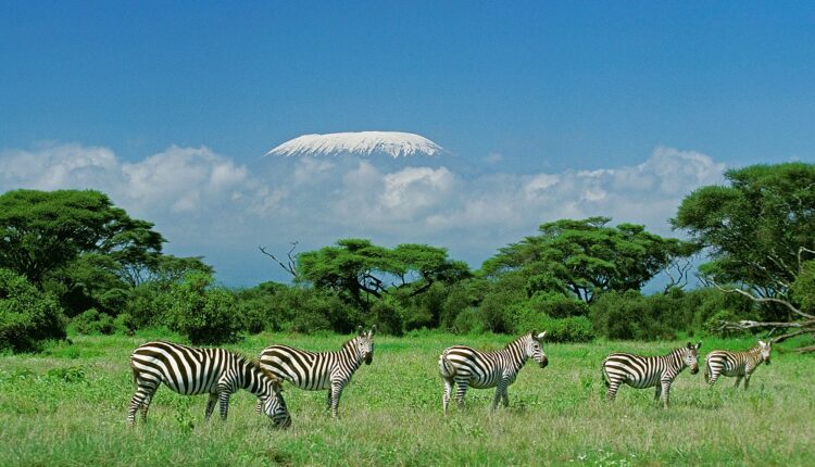 Tanzanie : l'incendie reprend sur le Kilimandjaro