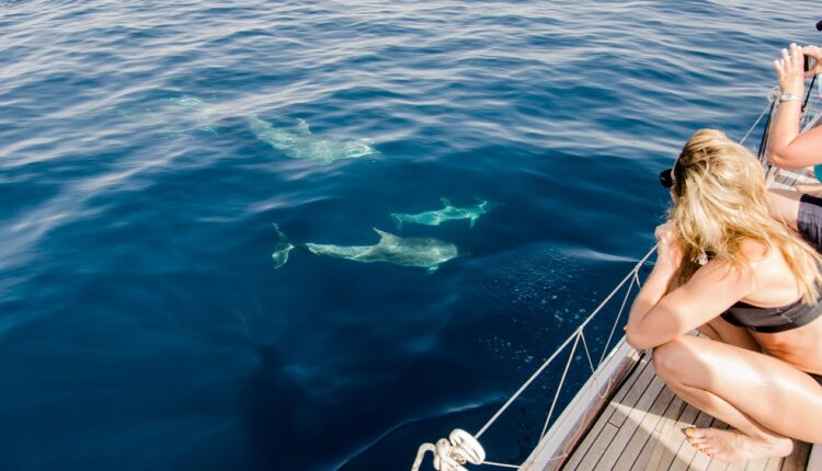 Côte d'Azur : lourdes sanctions requises pour des activités de nage avec les dauphins