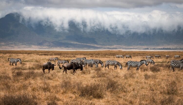 voyage en tanzanie et covid