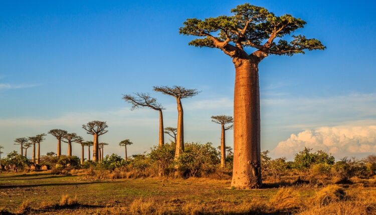 Formalités de voyage : Madagascar rétablit son e-visa