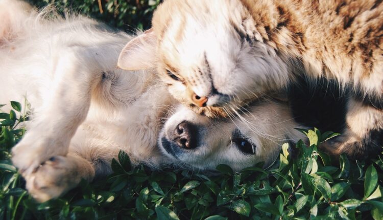 Transport d'animaux : Air France les prix augmentent fortement