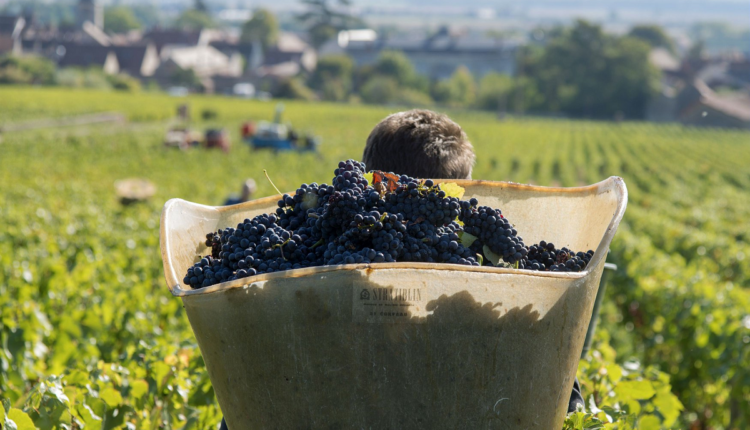 La Cité des climats et vins de Bourgogne inaugurée à Chablis