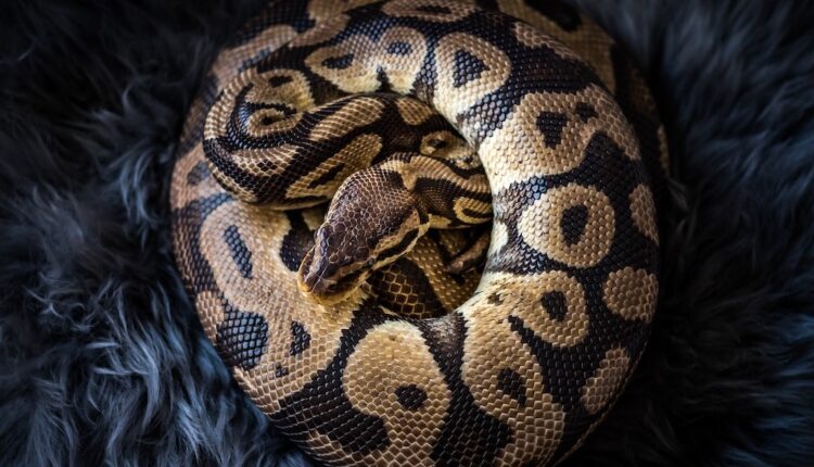 Moulin Rouge : arrêt définitif du numéro avec des serpents