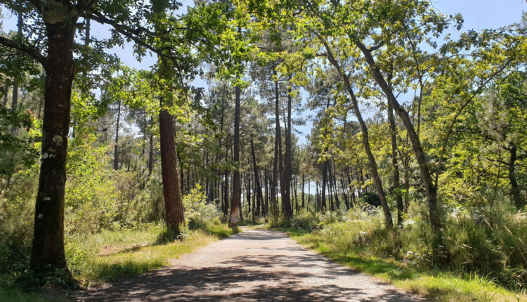 France : un an après les incendies, la Gironde se dit « mieux préparée »