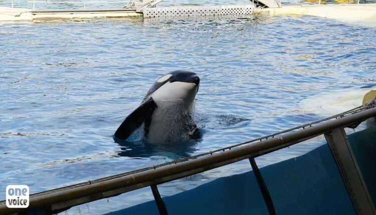 La justice demande une expertise sur l’état de santé des orques du Marineland