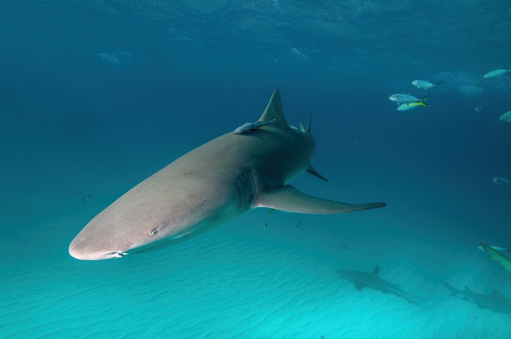 Bahamas : une touriste tuée par un requin