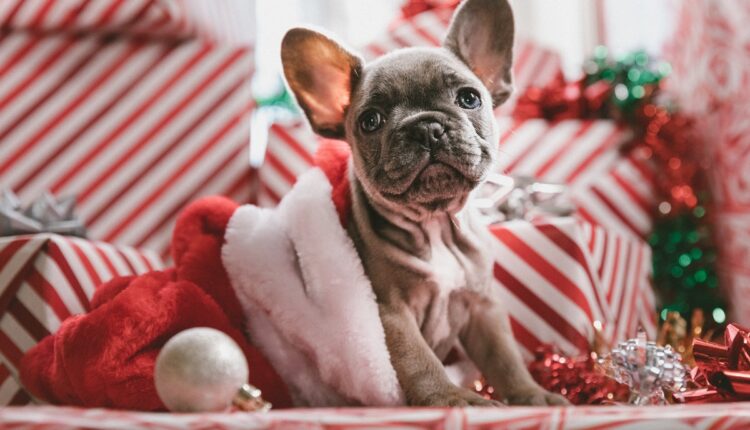 Insolite : à Strasbourg, une crèche canine en plein marché de Noël