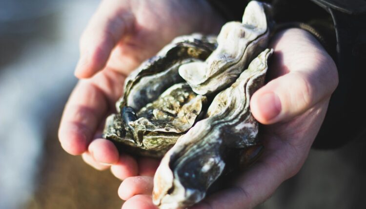 Morbihan : ouverture d'un centre pour découvrir l'huître et l'ostréiculture