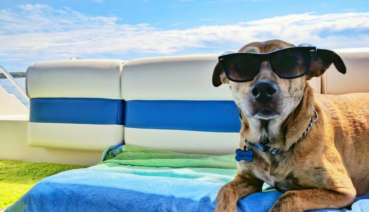 France : une plateforme pour faciliter les vacances avec les animaux