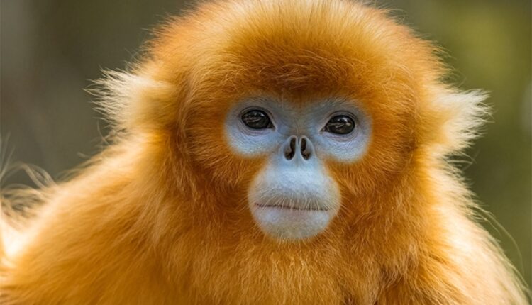 Le ZooParc de Beauval va accueillir des singes dorés