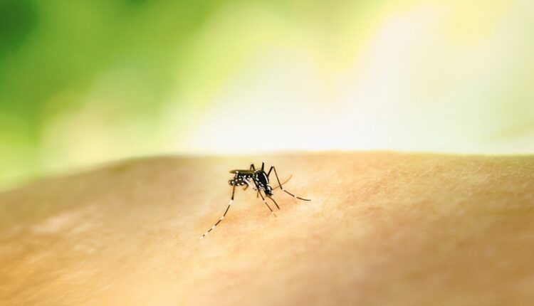 Chikungunya : l’Île Maurice reporte la mise en place du test PCR