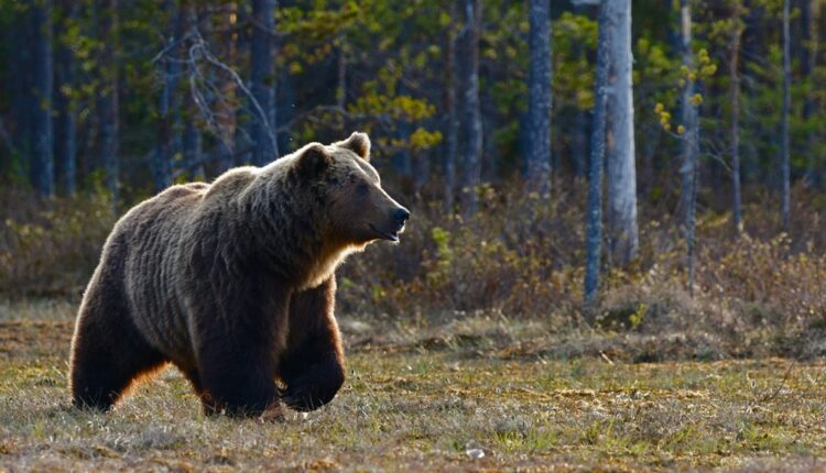 Slovaquie, Canada, Pyrénées… que faire face à un ours ?