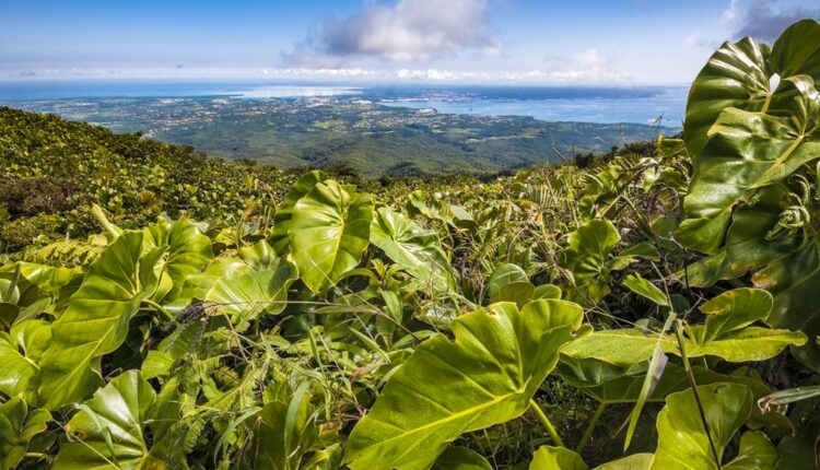 Caraïbes : un webinaire sur les secrets de la Guadeloupe