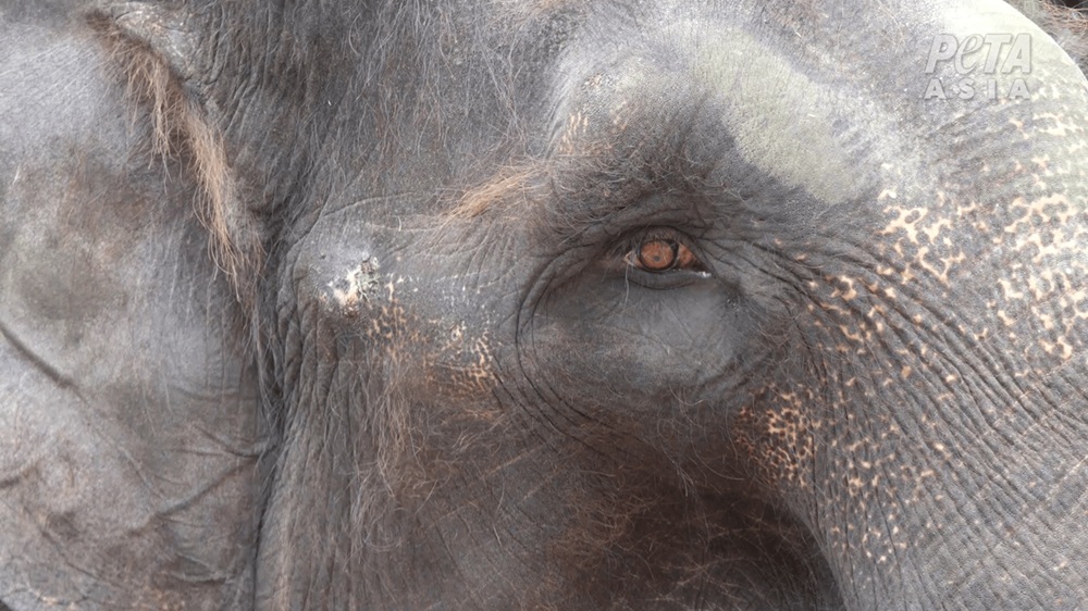 Bali : des éléphants maltraités dans des « refuges » selon Peta Asie